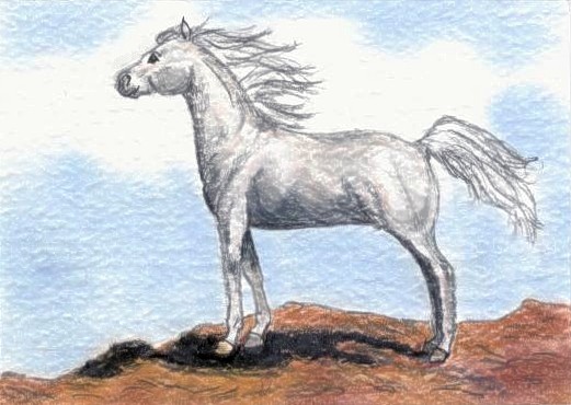 White Arabian ACEO