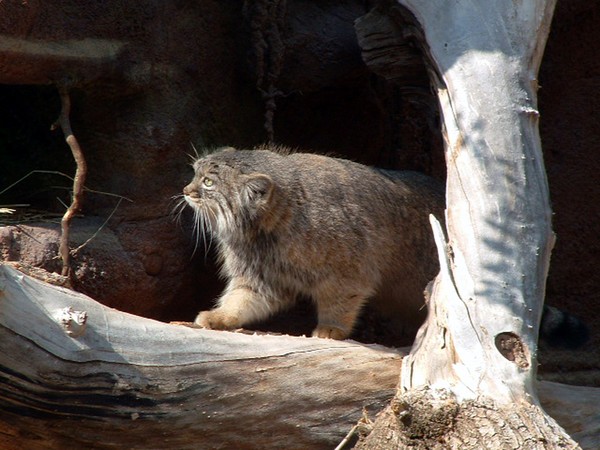 Lynx Cat