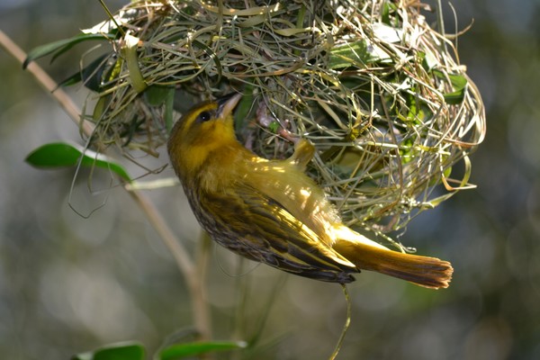 The Weaver