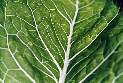 Leaf