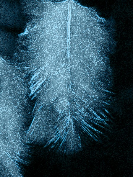 FEATHERS