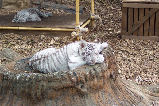 Baby Tiger