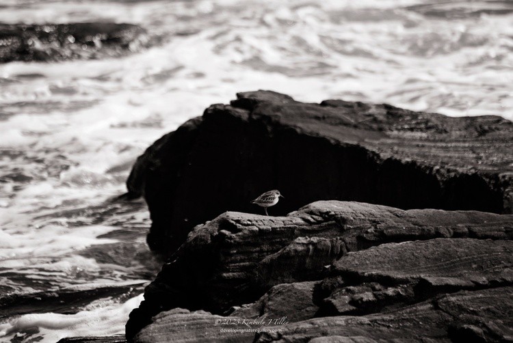 Piping Plover P2483