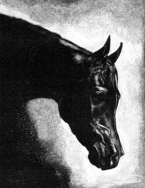 Black Arabian