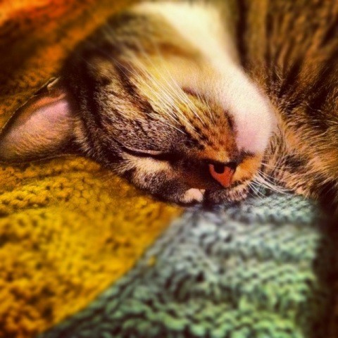 Elsa sleeping