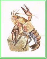 Crabby