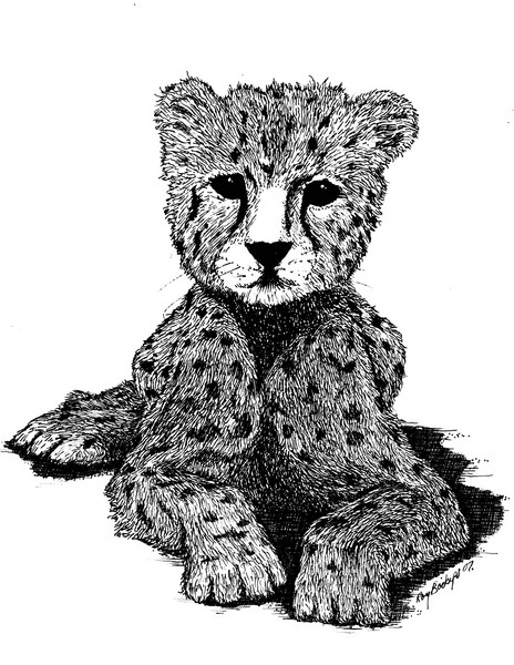Cheetah Cub