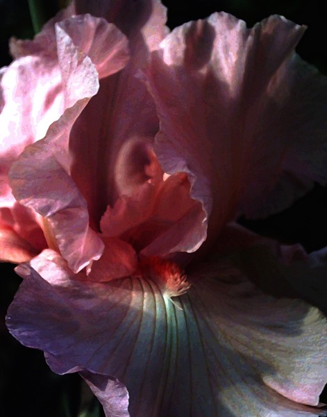 Iris Ruffle