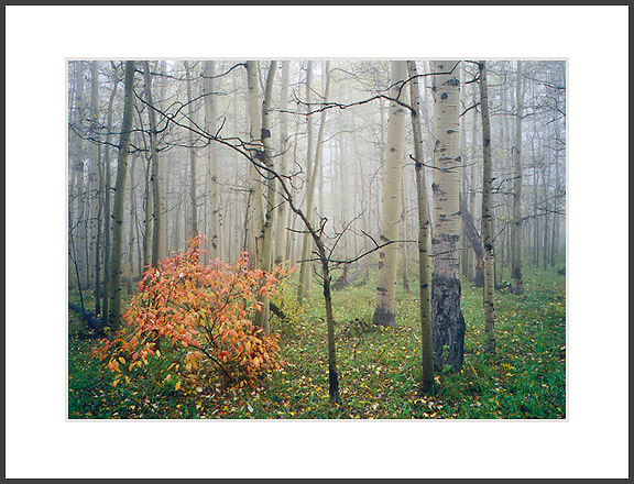 Passage VI from Passage to the Forest Portfolio