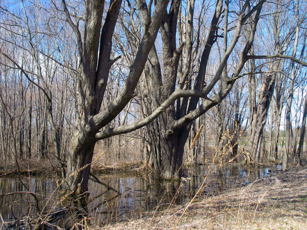 Spring on Caledon Trail