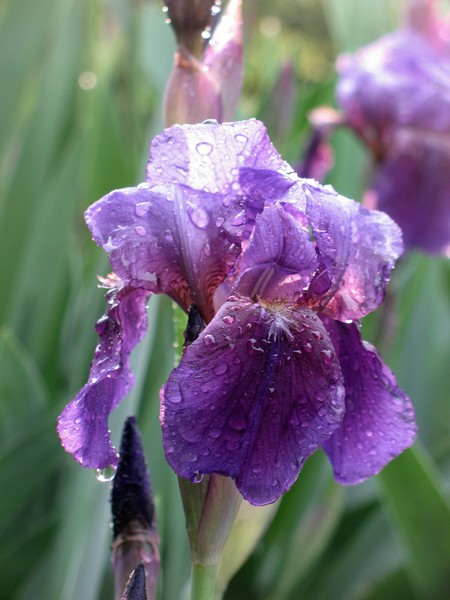 Iris After Rain