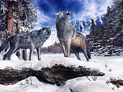 The pack