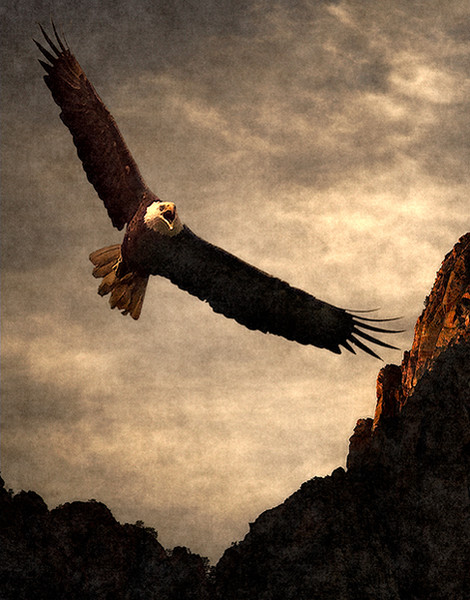 The Brookfield Eagles