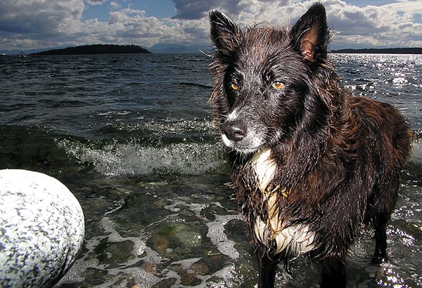 Dog Entertained