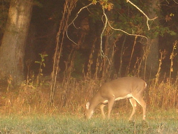 pristine wildlife
