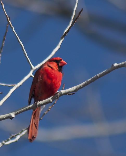 Cardinal 