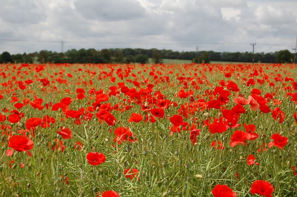 Poppies