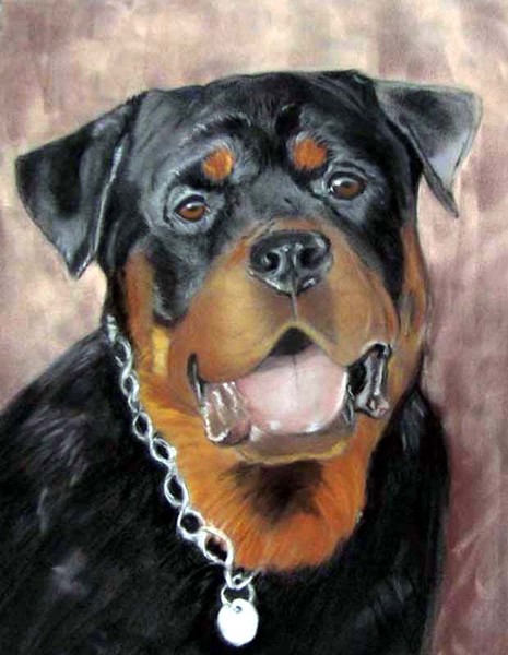 Storm, a Rottweiler