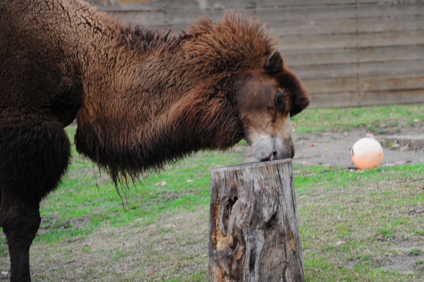 Camel Chewing