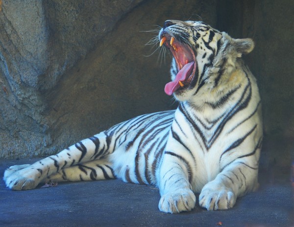 Tiger Yawning