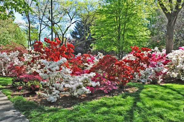 Unruh Azaleas