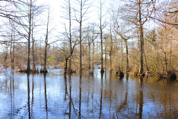 Cypress Trees at Trap Pond