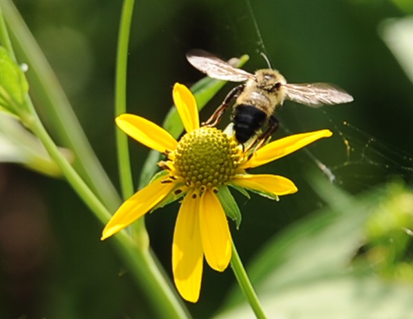 Bee on Daisy