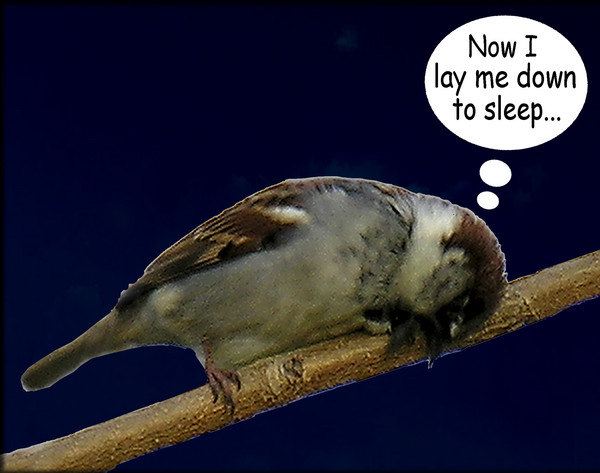 L'il Sparrow Says Her Prayers