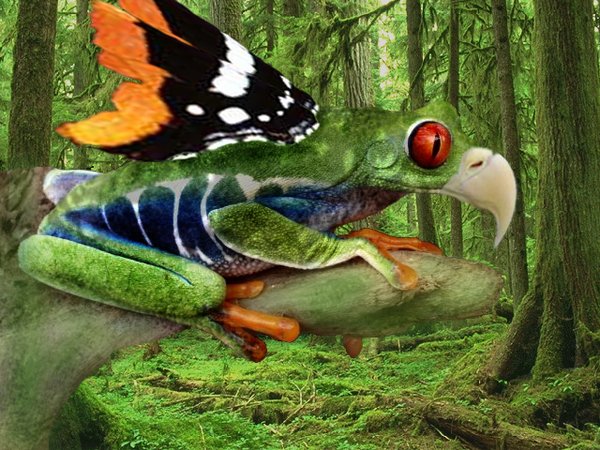 Photomanipulated Frog