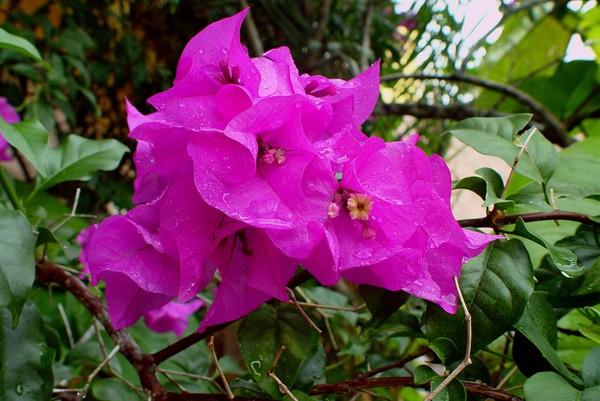 Raindrops
