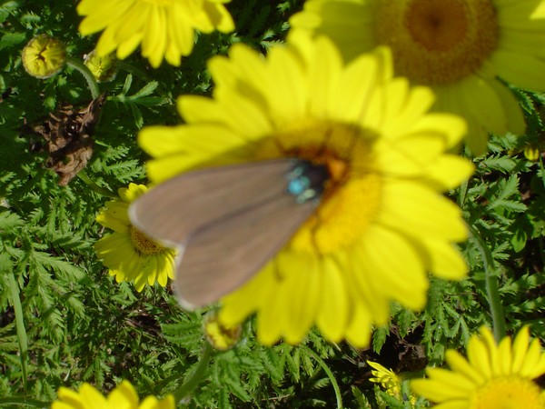 Bug on yellow flower