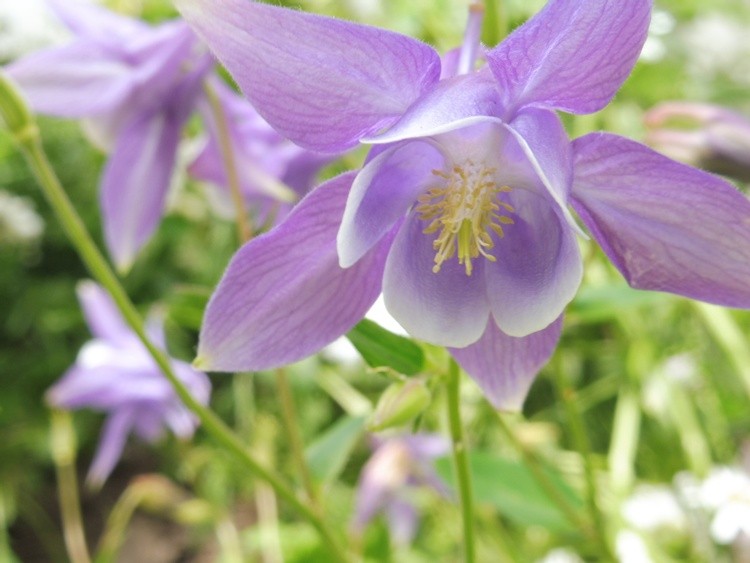 Pretty in purple