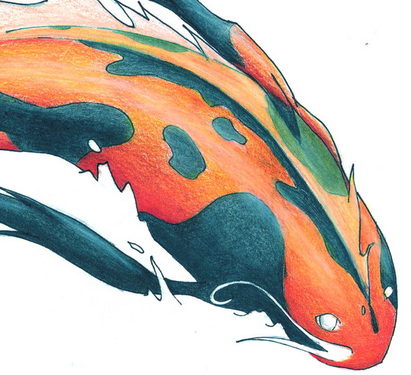 Koi