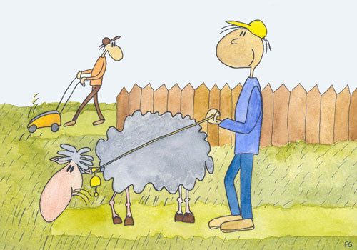 Sheep in the garden