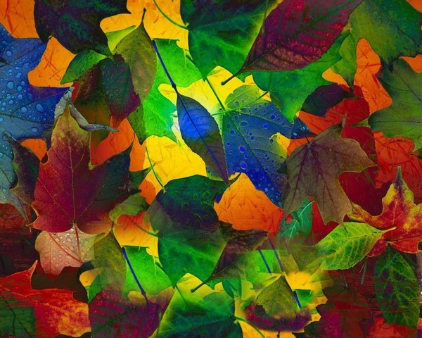 Fall Celebration