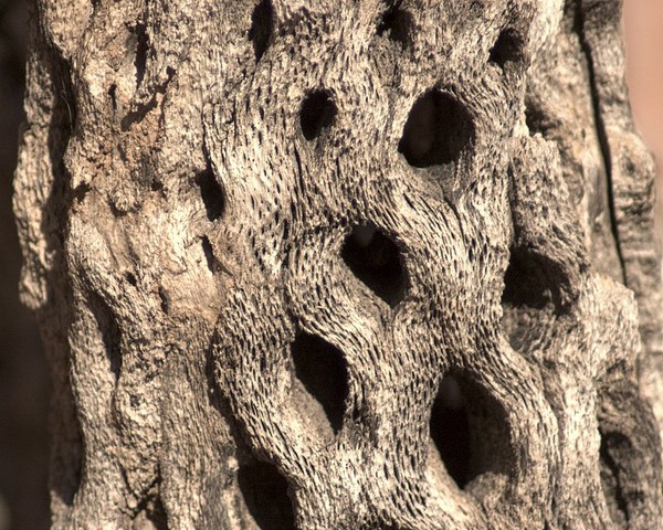 Skeleton