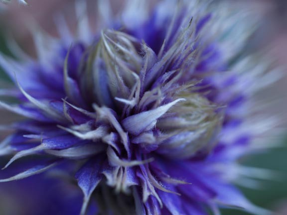 Blue Clematis