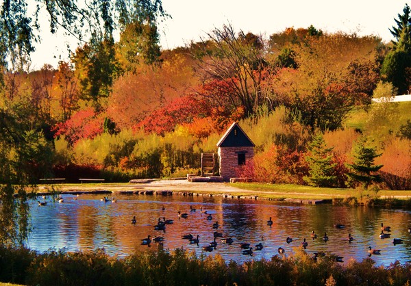 The Old Mill Pond
