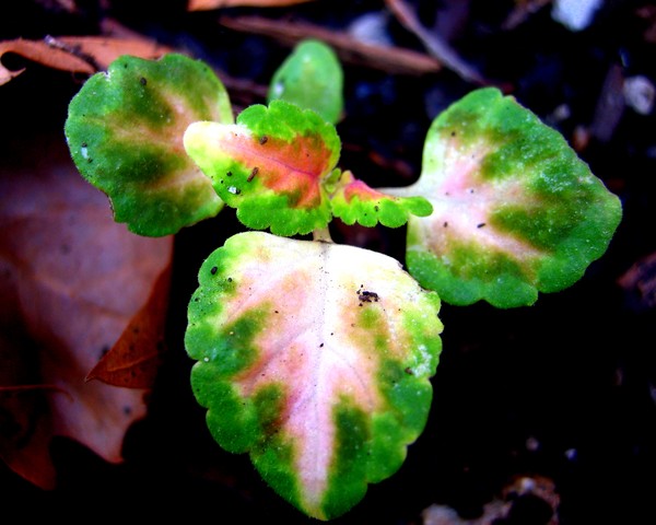 Sprout