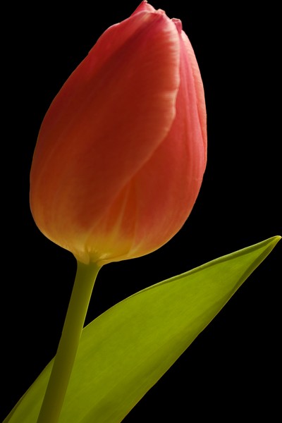 Pink Tulip