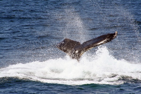 Humpback