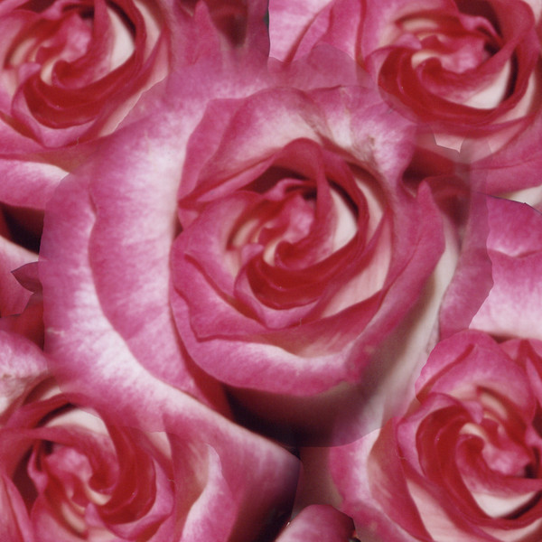 A Rose is a rose, is a rose, is a rose...