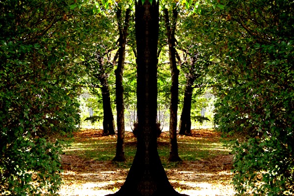 Paths In The Park (One)