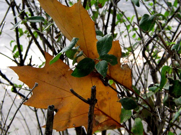Autumn Leaves (Six)