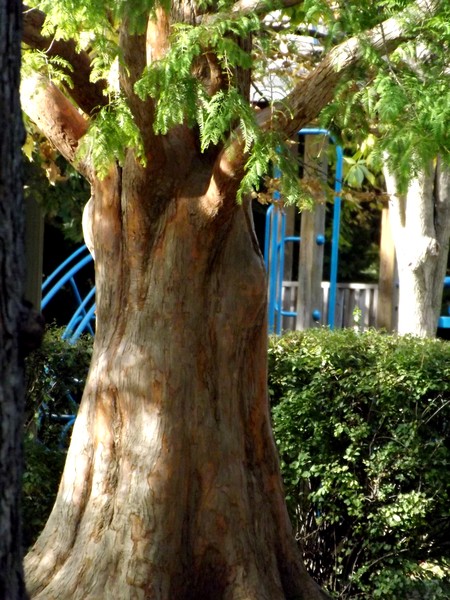 Autumn Tree Near The Playground