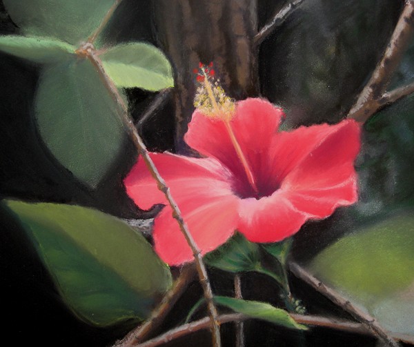 Sanibel Flora
