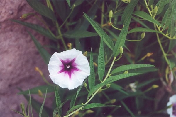 Morning Glory