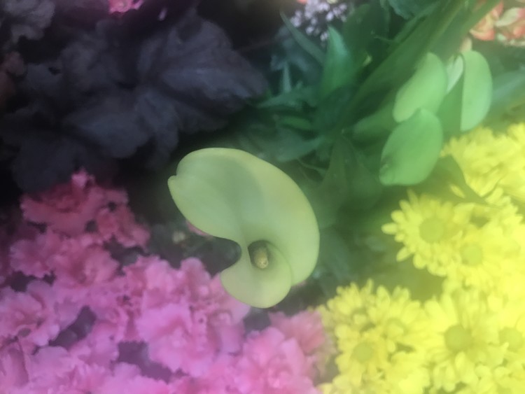 Hall of Flowers