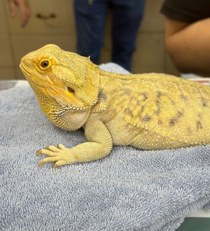 Bearded Dragon