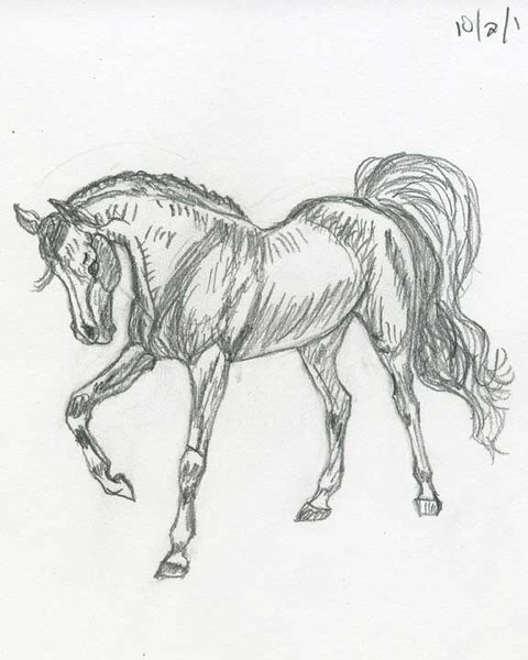 Morgan Horse
